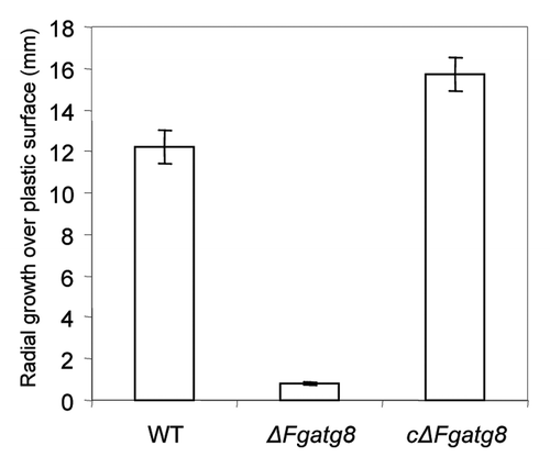 Figure 7. Mycelia growth over a plastic Petri dish surface after 3 d incubation at room temperature (22°C).