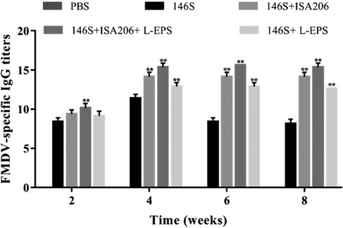 Figure 8. Duration of serum FMDV-specific IgG responses. Mice (n = 8/group) were s.c. immunized with FMDV antigen (146S, 1 μg) and FMDV antigen (146S, 1 μg) plus PBS, L-EPS (400 μg), ISA206, or ISA206 plus L-EPS (400 μg) on days 1 and 14. Serum were collected 2, 4, 6 and 8 weeks after boosting for analysis of FMDV-specific IgG levels by an indirect ELISA. The values are presented as means ± SEM. P-value <0 .05 was considered significantly different (*P < 0.05, **P < 0.01 vs. 146S group). Error bars represent ± SEM.