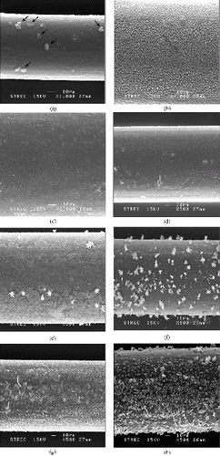 Figure 3. SEM images illustrating surface features of fibers at various stages (a) Starting LDPE fiber, (b) cografted LDPE fiber, (c) amidoxime fiber, (d) chromic-acid-etched LDPE fiber after the etching time of 15 minutes, (e) chromic-acid-etched LDPE fiber after the etching time of 20 minutes, (f) chromic-acid-etched LDPE fiber after the etching time of 25 minutes, (g) chromic-acid-etched LDPE fiber after the etching time of 30 minutes, (h) chromic-acid-etched LDPE fiber after the etching time of 60 minutes.