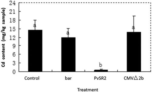 Figure 3. The Cd content in the treated plants. Treatment: Bar, CMV△2b-bar; PvSR2, CMV△2b-PvSR2; Control; CMV△2b. The Duncan’s method was used to test for significance (p < 0.05), indicated by different lowercase letters.