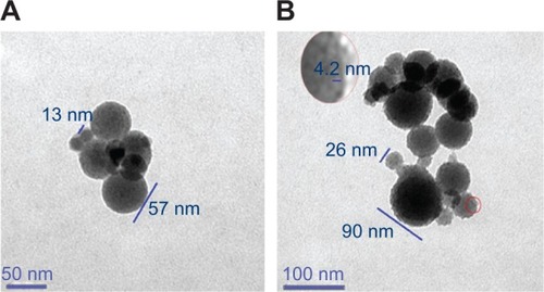 Figure 7 In pH 6.7 aqueous solution, Cu2+-FS (0.015 nM) formed nanoparticles having surface pores of 4.2 nm in diameter.Notes: (A) The nanoparticles were 13–57 nm in diameter, with pores on the locally enlarged surface. The scale bar represents 50 nm. (B) The nanoparticles were 26–90 nm in diameter, with pores on the locally enlarged surface. The scale bar represents 100 nm.Abbreviation: Cu2+-FS, Cu2+-Arg-Gly-Asp-Phe-Arg-Gly-Asp-Ser.