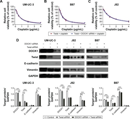 Figure 6 DOCK1 knockdown sensitized bladder cancer cells to cisplatin via EMT.