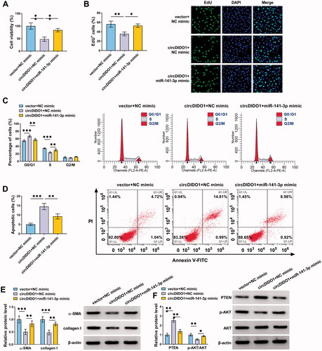 Figure 5. CircDIDO1 suppresses the activation of HSCs by miR-141-3p/PTEN/AKT pathway. (A–F) LX2 cells were co-transfected with circDIDO1 and miR-141-3p mimic. (A, B) The proliferation ability analysis of LX2 cells using CCK-8 and EdU assays. (C, D) Flow cytometry for cell cycle and cell apoptosis in LX2 cells. (E, F) Western blot analysis for the protein levels of α-SMA, collagen I, PTEN, AKT, and p-AKT in LX2 cells. *p < .05, **p < .01, and ***p < .001.