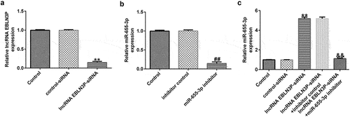 Figure 3. MiR-655-3p was negatively regulated by lncRNA EBLN3P in Jurkat cells.