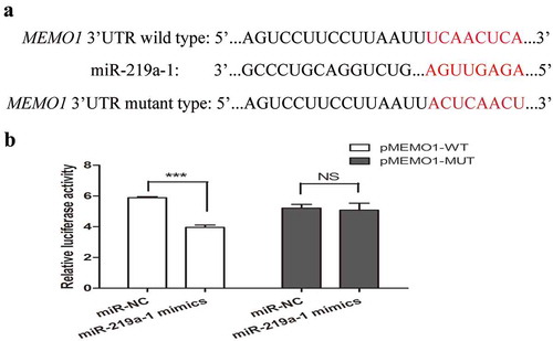 Figure 3. MEMO1 is a potential target of miR-219a-1 (a) Human MEMO1 3ʹ-UTR fragment containing wide-type (WT) or mutated (MUT, indicated in red) miR-219a-1-binding sequence. (b) Luciferase reporter assays in SW480 cells, with cotransfection of pMEMO1-WT or pMEMO1-MUT and miR-219a-1 mimics or miR-NC as indicated. Luciferase activities were measured 48 h post-transfection. * P < .05, ** P < .01, *** P < .001