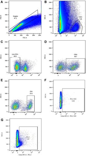 Figure 2 Flow diagram of tumor infiltrating lymphocytes and PD-L1 in paracancerous tissues. (A) Removal of adhesion of cells by forward angular scattering of FSC-An and FSH-H. (B) CD3 sets up a door to circle out CD3+T cells. (C) Elimination of dead cells by setting a gate through 7AAD. (D and E) Set up a gate to circle the CD4+ cells and CD8+ cells in CD3+T cells. (F and G) Through the control tube of the same type, the PD-L1 positive group was circled.