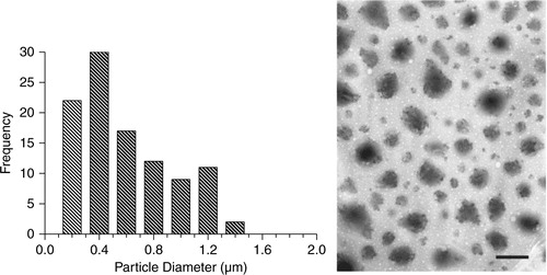 Fig. 3.  EMP size distribution as measured by TEM (10,000× magnification) accompanied by a representative micrograph. A 1 µm size reference is shown in the bottom right of the micrograph.