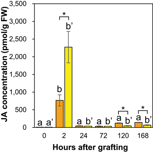 Figure 10. The JA concentration in the graft junctions of Nb/Sl and Nb/At. Orange and yellow indicate graft junctions of Nb/Sl and Nb/At, respectively. Different letters (a, b) and with dash (a’, b’) indicate significant differences in each stage of the graft junctions of Nb/Sl and Nb/At according to the Tukey-Kramer test (p ≤ 0.05), respectively. * indicates significant differences according to Student’s t-test (p ≤ 0.05). Values are the means of four biological replicate samples, and error bars indicate the standard error of four biological replicate samples.