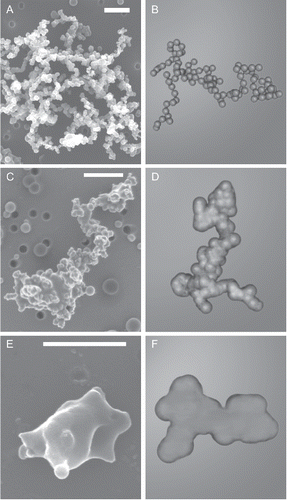 Figure 1. Aggregate morphology evolution with increasing coating thickness. Simulated aggregates are shown in (b), (d), and (f). These aggregates closely mimic real-world soot aggregates (a), (c), and (e) from China et al. (Citation2013). (a) and (b) are bare soot aggregate with point contacting monomers and an open morphology (Df = 1.8). Partially coated aggregates are shown in (c) and (d). Thickly coated or embedded aggregates are displayed in (e) and (f). Although the aggregates in (c) through (f) have had voids filled with coating and thus appear to be compact, their mass continues to scale with Df = 1.8 as shown in Figure 2.