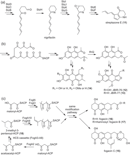 Figure 2. Biosynthesis of polyketides, streptazone E (11) (a), JBIR-76 (12), and −77 (13) (b) and fogacins (15–17) (c).