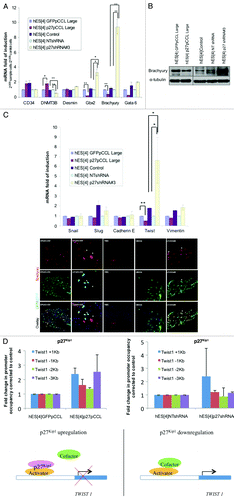 Figure 5. Manipulation of p27Kip1 expression in hESC affects pluripotency by regulating expression of Brachyury and Twist. (A) Quantitative RT-PCR validation of the markers presenting the most significant changes in p27Kip1 overexpressing hESC, p27Kip1 knockdown hESC and controls, reveals Brachyury repressed in p27Kip1 overexpressing cells and upregulated in p27Kip1 knockdown cells. Results represent the mean ± Standard Deviation of two independent experiments performed per duplicate. ANOVA test *p < 0.05, **p < 0.01. (B) western blot and immunofluorescence analysis for Brachyury expression in p27Kip1 overexpressing and knockdown hESC confirmed qRT-PCR results. Note the decrease of Brachyury expression in cells overexpressing p27Kip1 by immunofluorescence (denoted by an asterisk *) and the elongated morphology of p27Kip1 knockdown cells. These elongated cells were positive for Brachyury expression. Nuclei were counterstained with DAPI. Scale bars 75 μm. (C) qRT-PCR analysis for selected EMT markers in p27Kip1 overexpressing and knockdown hESC revealed a significant increase of Twist gene in p27Kip1 overexpressing hESC compared with controls in undifferentiated conditions. Results represent the mean ± Standard Deviation of two independent experiments performed per duplicate. ANOVA Test, p < 0.05. (D) ChIP assay for p27Kip1 in hESC treated with p27Kip1 RNAi (loss of function) or p27Kip1 cDNA (gain of function) on the Twist1 gene promoter (+1 Kb to -3 Kb). Schematic model suggesting that p27Kip1 binds the Twist1 gene promoter as part of a repressor complex in undifferentiated cell culture conditions of human embryonic stem cells.