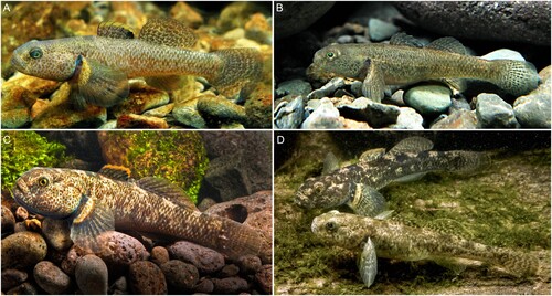 Figure 4. Live colouration for Gobiomorphus mataraerore and G. breviceps. A. G. mataraerore male (Turitea Stream, Manawatu). B. G. mataraerore female (Turitea Stream, Manawatu). C. G. breviceps male (Ohau River, MacKenzie Basin). D. G. breviceps male (back) and female (front; Stony Stream, Lammerlaw Range). Photos of G. mataraerore by Stella McQueen, photos of G. breviceps by Rod Morris.