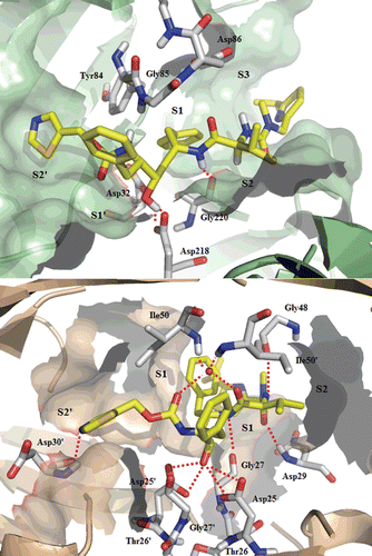 Figure 6.  Top: Best-scoring docked conformations resulting from the docking of ritonavir into Sap2 binding site. Down: ritonavir in complex with HIV-1 protease (PDB code: 1HXW).