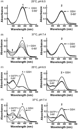 Figure 2. Evaluation of 1 and 2 reactivity with GSH in the absence or in the presence of GSTP1-1. Spectrophotometric analysis. UV–visible spectra of 20 μM 1 (left) and 2 (right) dissolved in buffer A, pH 6.5, recorded at 25 °C (panels A and C) or dissolved in buffer A, pH 7.4, recorded at 37 °C (panels B and D), before and at different times (0–60 min) after the addition of 1 mM GSH (panels A and B) or 1 mM GSH and 20 μM of GSTP1-1 (panels C and D).