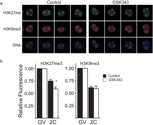 Figure 3. Effect of GSK343 treatment on H3K27me3 and H3K9me3 in parthenotes. (a) Immunofluorescence detection of H3K27me3 (top panels) and H3K9me3 (middle panels) in 2-cell parthenogenetic embryos. Bottom panels show presence of nucleus as detected by Hoechst staining. The experiment was performed 3 times and at least 20 oocytes/embryos were analyzed for each experiment. Similar results were obtained for each experiment and representative images are shown. (b) Quantification of data shown in panel A. Asterisk represents significant (p < 0.05) decrease compared to control. GV, GV-intact oocyte; 2C, 2-cell embryo.