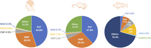 Figure 3 Relative Abundance of CNS Myelin Proteins in Humans (CitationJahn et al., 2020), Rodents (CitationGargareta et al., 2022), and Zebrafish (CitationSiems et al., 2021). OPCs, oligodendrocyte precursor cells. OLs, oligodendrocyte. CNP, CNPase, 2′,3′-cyclic nucleotide 3′-phosphodiesterase. MAG, myelin-associated glycoprotein. MBP, myelin basic protein. MOG, myelin oligodendrocyte glycoprotein. PLP, proteolipid protein. MPZ, myelin protein zero. CLDNK, claudin K. CNS, central nervous system.