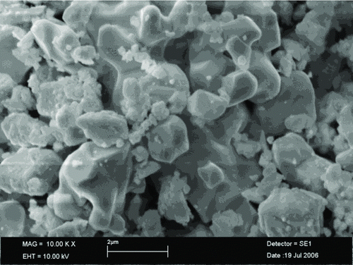 Figure 5 SEM image of δ-Bi2O3 doped with 20% mol Tb4O7