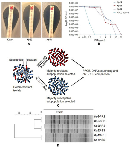 Figure 1 Characteristics of IPM heteroresistance among the Kp19, Kp25 and Kp34 multidrug-resistant K. pneumoniae isolates. (A) Satellite colonies in the IPM MIC gradient strips (black arrows) for three K. pneumoniae isolates; (B) population analysis profiles of the three multidrug-resistant K. pneumoniae and control strain; (C) workflow for subculture of IPM-susceptible and -resistant subpopulations. Cultures of Kp19, Kp25 and Kp34 were grown for 18 h in medium containing 8 μg/mL imipenem or drug-free medium, respectively; (D) PFGE results of the imipenem-resistant (RS) and -susceptible subpopulations (SS) of heteroresistant strains. IPM, imipenem; ATCC13883, K. pneumoniae ATCC13883.