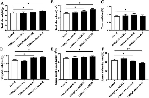 Figure 6. Effects of INH immunization on testicular weight (A), testicular volume (B), testis coefficient (C), epididymal weight (D), sperm count in the epididymis (E) and sperm deformity rate in the epididymis (F) of rats (%). Results were compared with the control group and data are presented as the mean ± SEM (n = 10), * and ** indicate significant differences p <0.05 and p <0.01, respectively among groups.