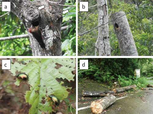 Figure 1. (a) A male Okinawa woodpecker perched at the entrance of a nest hole in Melia azedarach. Arrows indicate bumps due to internal decay. (b) A nest in an Alnus japonica presumed to have died after being topped to clear electric lines. (c) The leaf beetle Plagiosterna formosana which was first confirmed on Okinawa Island in 2010. (d) An A. japonica snag that fell after an outbreak of P. formosana.