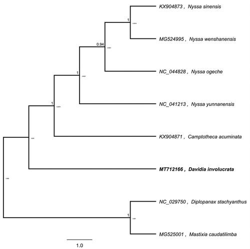 Figure 1. Maximum-likelihood phylogenetic tree of Meconopsis punicea and other related species based on the complete chloroplast genome sequence.
