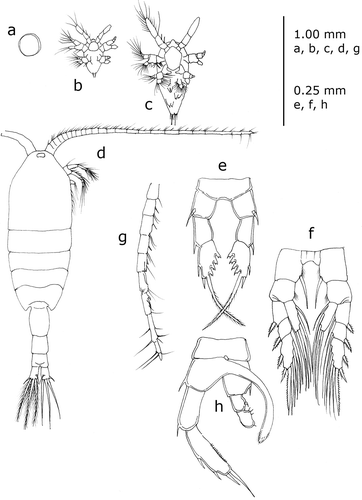 Figure 2. Standard representation of Heterocope saliens (Lilljeborg, 1862), the first Calanoida species reported from Italian fresh waters. (a) egg; (b) nauplius; (c) metanauplius; (d) adult female, dorsal view; (e) fifth pair of thoracic legs, female; (f) fourth pair of thoracic legs, female; (g) part of the right antennula, male; (h) fifth pair of thoracic legs, male. (Redrawn from different sources: (a–c) from Ravera Citation1953; (d, e, g, h) from Sars Citation1902; (f) from Dussart Citation1967).