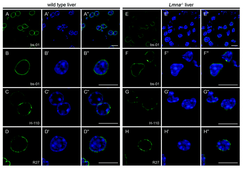 Figure 2. The NE of cells from Lmna−/− liver tissue is stained with A-type lamin-specific antibodies. Liver cryosections of wild type (A-D) and Lmna−/− (E-H) mice were stained with either pAb bs-01 (A, B, E, F), pAb H-110 (C and G) or mAb R27 (D and H). DNA was stained with Hoechst 33258 (A’-H’). Specimens were analyzed by confocal microscopy and individual channels were merged (A”-H”). All three antibodies stained the NE of Lmna−/− hepatocytes, although signal intensities were slightly reduced compared with wild type controls (compare overviews in A and E). Additionally, Lmna−/− nuclei were frequently misshapen (see panels F-F” and G-G”). Bars, 10 µm.