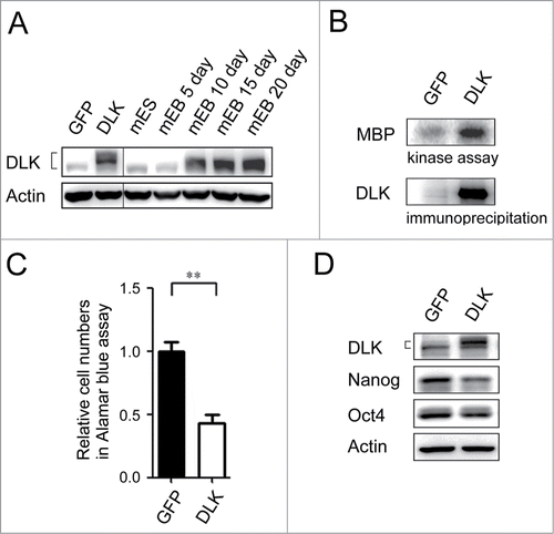 Figure 3. Overexpression of DLK reduces mouse ES cell numbers and the expression of Nanog. (A) The protein expression amounts in DLK overexpression mouse ES cells were similar in Day 15 and Day 20 EBs. DLK protein was detected in DLK overexpressing mouse ES cells (D3) and EBs (5th, 10th, 15th and 20th days) by Western blotting. (B) DLK kinase activity was up-regulated upon the overexpression of DLK. DLK protein precipitated with DLK antibody was aliquoted for DLK kinase activity assays and Western blotting. MBP was used as DLK substrate to evaluate DLK kinase activity. (C) The overexpression of DLK reduced relative cell numbers in ES cells. Relative cell numbers of mouse ES cells transfected with GFP or DLK plasmid were analyzed by the Alamar blue assay in 96-well plates. In the experiment, 2.0 × 104 cells were transfected. (D) Overexpression of DLK slightly down regulated the expression amount of Nanog. The expression of DLK, Nanog and Oct4 proteins were analyzed by Western blotting. The error bars in the figures represent standard error of the mean (mean±SEM). P values were obtained from 2-tailed Student's t-tests (***, P < 0.0001; **, P < 0.001; *, P < 0.05).