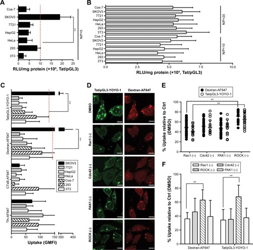 Figure 4 Rho GTPases are involved in the macropinocytosis of Tat/pDNA complexes.Notes: Luciferase activity was determined in tumor and non-tumor cell lines transfected with Tat/pGL3 complexes at N/P ratios of 5 (A), 10, and 20 (B). The uptakes of CME marker (Tfn-AF647), lipid raft marker (CTxB-AF647), macropinocytosis marker (dextran-AF647), and Tat/pGL3-YOYO-1 complexes (N/P=10, 20) were quantified by fluorescence activated cell sorting and compared among tumor and non-tumor cell lines (C). About 10,000 cells were counted per sample in each experiment. Confocal imaging analysis of the uptakes of dextran-AF647 and Tat/pGL3-YOYO-1 complexes (N/P=10) in the presence of different Rho GTPase inhibitors “(−)” as described in the “Materials and methods” section. Representative images are shown in (D). Scatterplots depict the uptake changes of indicated ligands in single cell populations (E). About ≥60 cells were counted for each treatment in each experiment. The uptake changes of Tat/pGL3-YOYO-1 complexes (N/P=10) in SKOV3 cells, treated with different Rho GTPase inhibitors (<0.4% dimethyl sulfoxide [DMSO] as Ctrl), were quantified and analyzed by fluorescence activated cell sorting (F). About 10,000 cells were counted per sample in each experiment. **P<0.01.