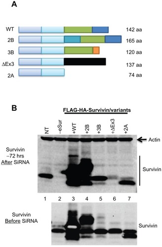 Figure 1 Development of the functional complementation assay and validation of expression of the survivin variants. (A) Diagrammatic representation of the organization of human survivin gene. Splice variant survivin-2B has an extra exon with 23 amino acids inserted after exon 2. Survivin-3B has seven amino acids introduced after exon 3 and exon 4 are deleted. Survivin-ΔEx3 has an altogether different sequence at the C-terminus due to a frame shift mutation. Survivin-2A has only the first two exons. (B) Western blots detecting expression of the full-length survivin and variants in PC3 cells, using an antibody against N-terminal region capable of detecting all variants and full-length survivin. The upper panels show the survivin levels 72 hours after transfection with siRNA oligonucleotide specifically targeting endogenous survivin, and the lower panel shows the relative levels of endogenous and the introduced survivin before transfection. Overexpression of FLAG-HA tagged full-length survivin WT (lane 3), surivin-2B (lane 4) and relatively lower levels of survivin-3B (lane 5), survivin-ΔEx3 (lane 6), and survivin-2A (lane 7). Smaller derivative products of survivin (less than 10%, were detected in cells with very high levels of expression) as reported from earlier studies that used overexpression approaches.