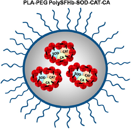 Figure 1. Schematic representation of Poly(ethylene glycol)-poly(lactic acid) block-copolymer encapsulated Polystroma-free hemoglobin-superoxide dismutase-catalase-carbonic anhydrase (PEG-PLA-Poly SFHb-SOD-CAT-CA) nanocapsules.