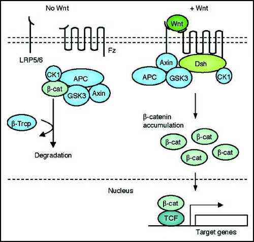 Figure 1 A schematic representation of the canonical Wnt signal transduction cascade. Left, in the absence of Wnt ligand, a complex of Axin, APC, GSK3-β, CK1 and β-catenin is located in the cytosol. β-catenin is dually phosphorylated by CK1 and GSK3-β and targeted degraded by the proteosomal machinery mediated by β-TrCP. Right, with Wnt stimulation, signaling through the Fz receptor and LRP5/6 co-receptor complex induces the dual phosphorylation of LRP6 by CK1 and GSK3-β and this allows for the translocation of a protein complex containing Axin from the cytosol to the plasma membrane. Dsh is also recruited to the membrane and binds to Fz and Axin binds to phosphorylated LRP5/6. This complex formed at the membrane at Fz/LRP5/6 induces the stabilization of β-cat via either sequestration and/or degradation of Axin. β-catenin translocates into the nucleus where it complexes with Lef/Tcf family members to mediate transcriptional induction of target genes.