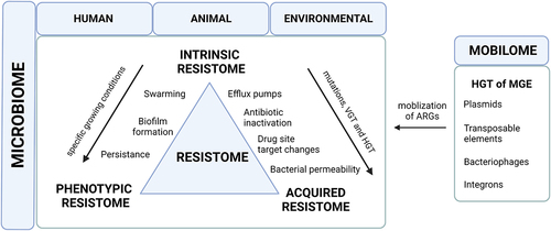 Figure 1. A schematic overview of the human resistome and mobilome. Intrinsic resistance is a property controlled by chromosomes and is related to the general physiology of the microorganism. The acquired resistance is encoded on plasmids and may be classified into four mechanisms: changes in the cell wall that make it less permeable to antibiotics, modifications of enzymes that inactivate antibiotics, changes in the target site of the drug, and efflux pumps that remove antibiotics from the cell. Phenotypic bacterial resistance appears in three categories: persistence, where a subpopulation of bacteria survive even though the majority is inhibited by the antibiotic; formation of biofilms, where bacteria form communities protected by a matrix; and swarming, where cells become hyper-flagellated, allowing them to colonize nutrient-rich environments and become less susceptible to antibiotics. MGE: mobile genetic elements; HGT: horizontal gene transfer; VGT: vertical gene transfer; ARG: antibiotic genetic elements. .