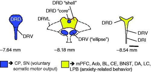 Figure 1 Diagrammatic illustration of the topographical distribution of serotonergic neurons projecting to the caudate putamen and substantia nigra (blue) and serotonergic neurons projecting to brain structures implicated in the regulation of anxiety-related behavior (yellow) in rat brain (for references, see text). Although this is an oversimplification, these cell populations have a differential distribution in the dorsal raphe nucleus (DR), with serotonergic cells projecting to the caudate putamen and substantia nigra located in more rostral regions of the DR. In some cases, individual serotonergic neurons project to functionally related targets [e.g. CP/ SN (van der Kooy and Hattori Citation1980), mPFC/ Acb (Van Bockstaele et al. Citation1993)]. In some cases, serotonergic neurotransmission of the dorsal part of the mid-rostrocaudal and caudal DR can be independently regulated (Macedo et al. Citation2005), suggesting that although the innervation arises in part from the same brain region, it could also arise in part from different populations of serotonergic neurons. In the mid-rostrocaudal DR, serotonergic neurons projecting to the CP are highly concentrated within compact cell clusters in the DRD “core” and DRV “ellipse” regions. Numbers below illustrations of rostral, mid-rostrocaudal, and caudal DR indicate stereotaxic coordinates with reference to Bregma. Scale bar, 500 μm. Abbreviations, Acb, nucleus accumbens; BL, basolateral amygdala; BNST, bed nucleus of the stria terminalis; CE, central amygdaloid nucleus; CP, caudate putamen; DA, dorsal hypothalamic area; DRD, DR, dorsal part; DRI, DR, interfascicular part; DRV, DR, ventral part; DRVL, DR ventrolateral part; LC, locus coeruleus; LPB, lateral parabrachial nucleus; mPFC, medial prefrontal cortex; SN, substantia nigra.