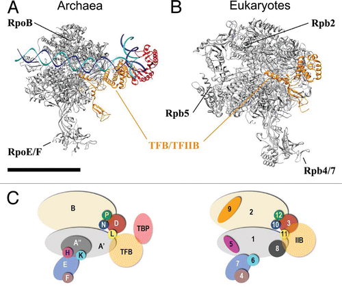 Figure 5 A conserved core architecture within archaeal and eukaryotic PIC? High-resolution model for (A) archaeal PIC. and (B) Yeast RNAP II/TFIIB complex from PDB ID 3K1F.Citation22 (C) Subunits composition of Archaea RNAP and Eukaryotic RNAP II. Scale bar = 10 nm.