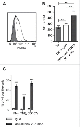 Figure 2. Triggering of BTN3A with 20.1 mAb enhances Vγ9Vδ2 T cells antitumor functions toward AML blasts. (A) Representative experiment showing trogocytosis of AML blasts from patient UPN01 by Vγ9Vδ2 T cells from HV (full gray histogram) and after 1 h in co-culture with IgG1 (dashed line) or anti BTN3A 20.1 mAb (full line). (B) Vγ9Vδ2 T cells trogocytosis (PKH67 MFI ± SEM) of AML blasts (n = 10). Cumulative data at 0 and 60 min from three different experiments are provided. (C) CD107a expression, TNFα and IFNγ production by Vγ9Vδ2 T cells from HV after a 4-h co-culture with AML blasts (n = 6).