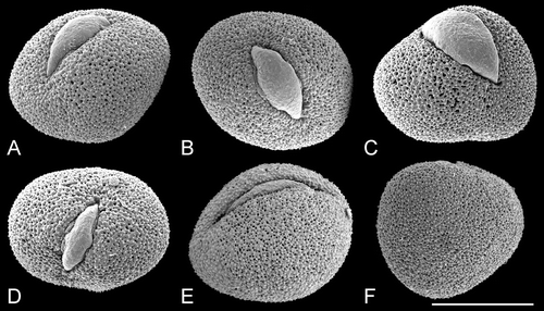 Figure 6. SEM, pollen grains ofTrithuria konkanensis, the sole Indian species of Hydatellaceae. A–D & F. Yadav s.n., 2007; E. Yadav s.n., 2006. Scale bar common to all images – 10 µm.