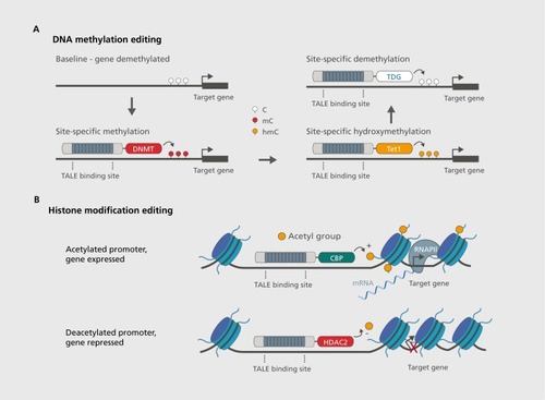Figure 2. Precision epigenetic reorganization strategies allow interrogation of the specific function of epigenetic modifications in the native cellular context. (A) Editing DNA methylation profiles at a target gene. Hypomethylated genes could be targeted for site-specific methylation using custom gene targeting tools to direct DNA methyltransferases (DNMTs) directly to DNA. Conversely, methylated gene sites could be targeted for conversion to hydroxymethylcytosine (hmC) by directing Tet1, a methylcytosine hydroxylase, directly to DNA. Finally, thymine DNA glycosylases (TDG) could be targeted to hydroxymethylated regions to reintroduce unmethylated cytosines to DNA. (B) Sequence-specific histone editing. DNA is condensed onto histone proteins, which undergo post-translational modification on protruding “tails” (including acetylation of lysine residues) to alter transcriptional capacity. Transcriptional-activator like effector (TALE)-directed recruitment of histone acetyltransferases (such as Creb binding protein, or CBP) directly to a gene site would result in histone acetylation and active transcription. Conversely, targeting of histone deacetylases (such as HDAC2) to a gene site would result in removal of acetyl groups and subsequent gene repression. Thus, epigenetic targeting strategies can serve as bidirectional actuators of transcriptional activity.