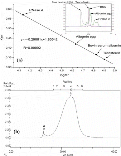 Figure 1  Molecular weight determination of tea protein by gel filtration chromatography: (a) calibration curve; (b) chromatogram.