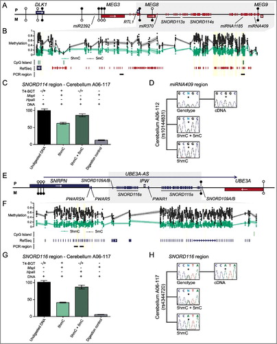 Figure 4. Enrichment of 5hmC overlapping imprinted SNORD-miRNA clusters. (A) A map of the DLK1-DIO3 imprinted domain on chromosome 14 revealing the location of the associated Bumphunter hits in frontal cortex. The location of the known genes and DMRs are shown. Blue lines represent paternally expressed transcripts and red lines maternally expressed genes. (B) The enrichment of methylation defined by oxBS-450K analysis with dots signifying individual data points for each probe (5hmC Δβ; 5 mC oxBS) and the 95th confidence interval. (C) Quantitative PCR combined with T4-BGT assays targeting the SNORD114 region reveals enrichment of 5hmC. Error bars represent SEM of three PCR replicates. (D) Analysis of allelic 5hmC and 5 mC using T4-BGT genotyping in cerebellum-derived DNA heterozygous for the variant rs10144831 reveals enrichment of 5 mC on both alleles consistent with the high 5 mC levels, whilst 5hmC is only observed on the expressed G allele. (E) A map of the SNRPN-UBE3A imprinted domain on chromosome 15. (F) The enrichment of methylation defined by oxBS-450K analysis with dots signifying individual data points for each probe (5hmC Δβ; 5 mC oxBS) and the 95th confidence interval. (G) Quantitative PCR combined with T4-BGT assays targeting the SNORD116 cluster reveals enrichment of 5hmC. Error bars represent SEM of three PCR replicates. (H) Analysis of allelic 5hmC and 5 mC using T4-BGT genotyping in cerebellum-derived DNA heterozygous for the variant rs4344720 reveals biallelic enrichment of 5 mC but monoallelic 5hmC on the expressed A allele.