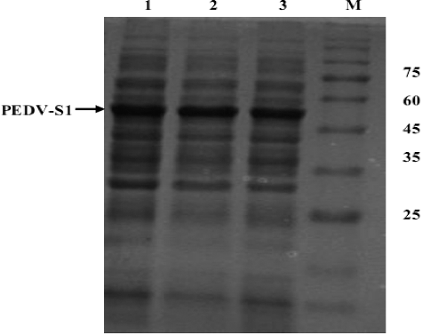 Figure 3. Effect of temperature on the overexpression of PEDV-S1. Lane M, low molecular weight marker; 1 induced culture at 24 °C; 2, induced culture at 30 °C; 3, induced culture at 37 °C.