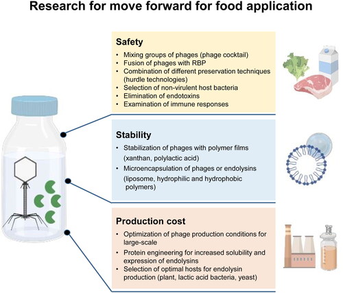 Figure 2. Future research needs to address the remaining concerns still seen in the application of phages and endolysins in the food industry. The figure was created with Biorender (http://biorender.com).