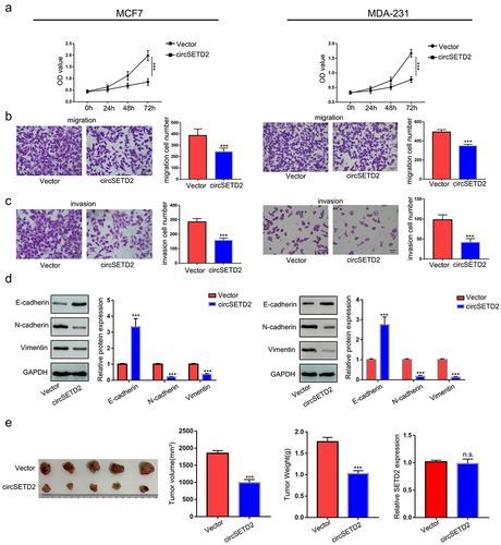 Figure 3. CircSETD2 suppressed BC cell proliferation, migration and invasion in vitro. (a) CCK-8 assay was used to measure the effect of circSETD2 on cell proliferation. (b-c) cell migration and invasion assays were used to measure the effect of circSETD2 on cell migration and invasion. (d) western blot assays were used to detect the expression of EMT markers. (e) a subcutaneous tumor formation experiment was used to measure the effect of circSETD2 on cell proliferation in vivo.