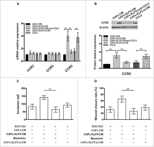 Figure 5. CCR5 is activated by CAFs produced CCL5. (A) The mRNA expression of CCR1, CCR3 and CCR5 in gastric cancer cells treated with different CAFs was examined by qPCR. (B) The protein expression of CCR5 in gastric cancer cells treated with different CAFs was determined by Western blot. (C, D) Transwell invasion and wound-healing assay showed the effect of different treated CAFs on tumor cell invasion in the presence of CCL5 antagonist.