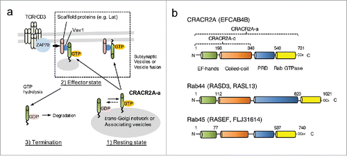 Figure 2. Role of CRACR2A-a in regulation of TCR signaling. (a) A proposed model showing the role of CRACR2A-a in T cell receptor signaling. In resting T cells, CRACR2A-a is predominantly localized near trans Golgi network in a GTP-bound form (Resting state). Upon T cell receptor stimulation, CRACR2A-a-containing vesicles accumulate into the immunological synapse; by interaction of its proline-rich domain with Vav1 to activate downstream signaling pathways (Effector state). Currently, it is not known whether these vesicles are fused to the plasma membrane or remain as independent vesicles. Inactivation mechanisms include cytoplasmic localization of CRACR2A-a by GTP hydrolysis (potentially by other signaling molecules) or possible de-prenylation (Termination state). The cytoplasmic state of CRACR2A-a is likely to be temporary due to rapid degradation. Statin treatment also can induce this termination step by triggering de-prenylation, cytoplasmic location and degradation of CRACR2A-a. (b) Large GTPase family defined by their overall structure, including CRACR2A-a (EFCAB4B), Rab44 (RASD3, RASL13) and Rab45 (RASEF). Unconventional C-terminal prenylation sites are indicated. The amino acids of the short isoform CRACR2A-c and the long isoform CRACR2A-a are also indicated. PRD; proline-rich domain.