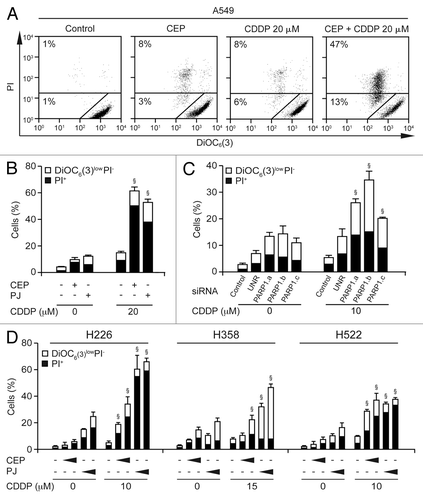 Figure 3. Cytotoxic response of NSCLC cells to PARP inhibitors and cisplatin. (A and B) Human non-small cell lung carcinoma (NSCLC) A549 cells were maintained in control conditions or exposed for 48 h to 30 µM PJ34 hydrochloride hydrate (PJ), 10 µM CEP 8983 (CEP) or the indicated concentration of CDDP, alone or combined, followed by the cytofluorometric assessment of apoptosis-related parameters. Panel (A) depicts representative dot plots. Numbers indicate the percentage of cells found in the corresponding gate. In panel (B), black and white columns report the percentage of dead (PI+) and dying [DiOC6(3)low PI−] cells, respectively (means ± SEM, n = 3). §p < 0.001 (Student’s t-test), compared with the sum of the cytotoxic effects caused by each agent alone. (C) Synergy between CDDP and PARP depletion. A549 cells were left untransfected (control) or were transfected with three distinct siRNAs targeting PARP1 or an unrelated (UNR) control siRNA. Twenty-four hours later, cells were treated for 48 h with the indicated CDDP concentration, followed by staining with PI and DiOC6(3). §p < 0.05 (Student’s t-test), compared with the sum of the cytotoxic effects caused by each agent alone. (D) Effects of CDDP and PARP inhibitors on additional human NSCLC cell lines. H226, H358 and H522 cells were maintained in control conditions or treated with the indicated concentrations of cisplatin (CDDP), alone or combined with increasing concentrations of CEP 8983 (CEP, 10 or 15 µM, 10 or 15 µM, and 5 or 10 µM in H522, H226 and H358 cells, respectively) or PJ34 hydrochloride hydrate (PJ, 40 or 60 µM) for 48 h, followed by the cytofluorometric assessment of apoptosis-related parameters as above. §p < 0.05 (Student’s t-test), compared with the sum of the cytotoxic effects caused by each agent alone.