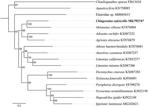 Figure 1. Phylogenetic relationships based on the 13 mitochondrial protein-coding genes sequences inferred from RaxML. Numbers on branches are Bootstrap values (BV).