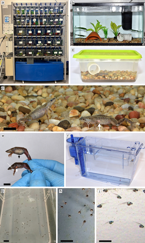 Figure 1. Photographs of housing systems and eggs, tadpoles and adults of H. boettgeri. Tecniplast (1a), standard (1b), and static (1c) systems, female (black arrow; 1d, e) and male (filled white arrow pointing to post-axillary subdermal gland and unfilled white arrow pointing to obiculated tympanum; 1d, e) adult individuals, nursery tank of the Tecniplast system (1f), eggs inside the nursery tank (1g), 4-d-old tadpoles feeding on powdered food (1h), and 12-d-old tadpoles feeding on brine shrimp (1i). Black bars represent 1 cm scale.