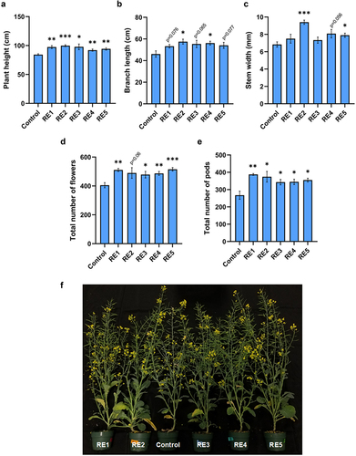 Figure 1. Effect of RE1–5 bio-stimulant sprays on wild-type (Westar, Brassica napus) canola growth and reproductive metrics: plant height (n = 5) (a), branch length (n = 5) (b), stem width (n = 5) (c), total number of pods (n = 4) (d), and flowers (n = 4) (e). Representative image of treatment effect at 11 weeks of growth (f). Values reported are means (bars indicate ± SEM). Asterisks indicate significant differences to control determined by Student’s T-test (* = p < .05; ** = p < .01; *** = p < .001).