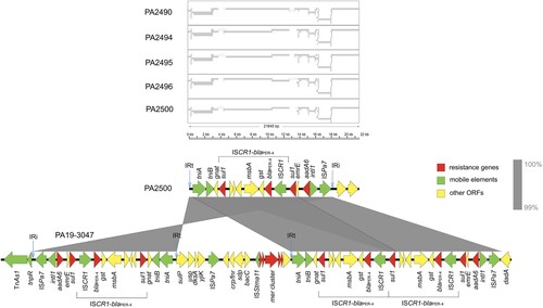 Figure 4. Comparison of the genetic contexts of blaPER-4. The grey bars in boxes represent the aligned contigs of strains against the blaPER-4-carrying fragment of PA2500. Schematic illustration comparing the structural features of the genetic context of blaPER-1 in PA2500 with PA19-3047. Arrows indicate open reading frames, with arrowheads indicating the direction of transcription as follows: red, antibiotic resistance-encoding genes; green, mobile elements; other genes are shown by yellow arrows. Abbreviation: IR, inverted repeat.